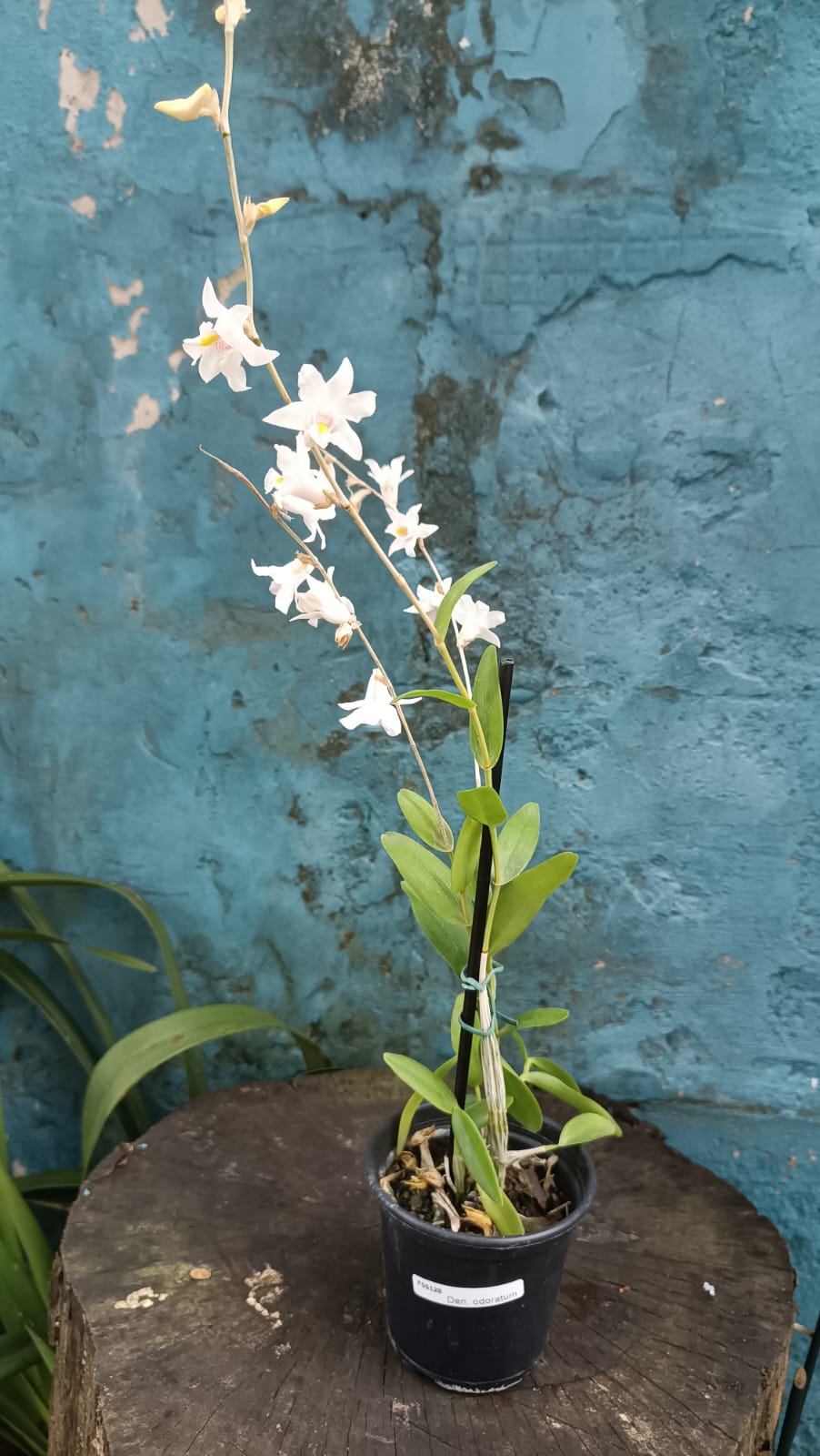 Dendrobium odoratum